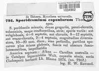 Sporidesmium capsularum image